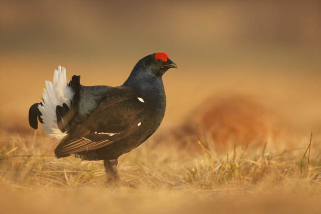 Black Grouse