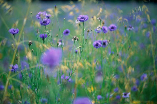 Cornflowers