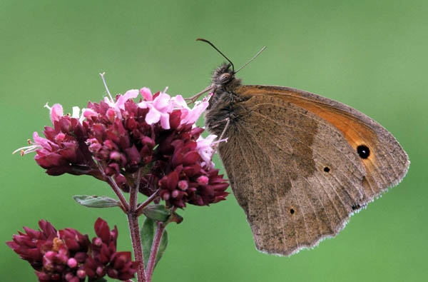 A meadow brown butterfly