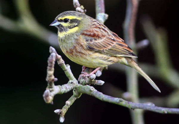 A cirl bunting