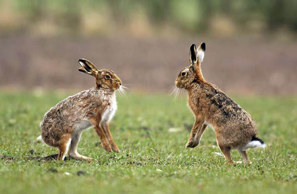 Brown hares