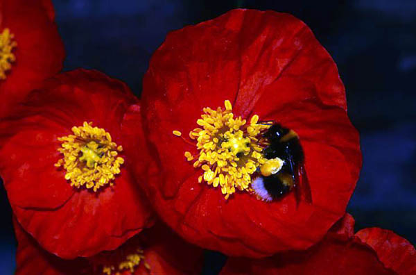 A white-tailed bumble bee