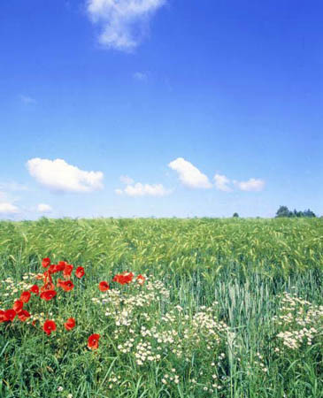 camomile and poppy beside a barley cornfield