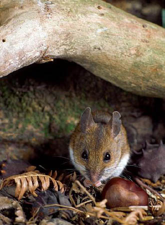 A wood mouse