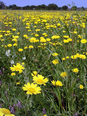 Corn marigolds