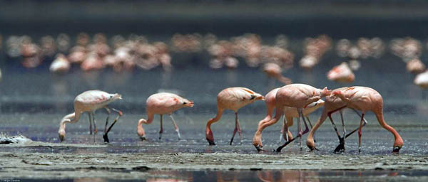 lesser flamingos