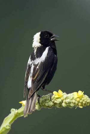 bobolink