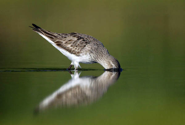 white-rumped sandpiper