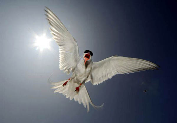 arctic tern