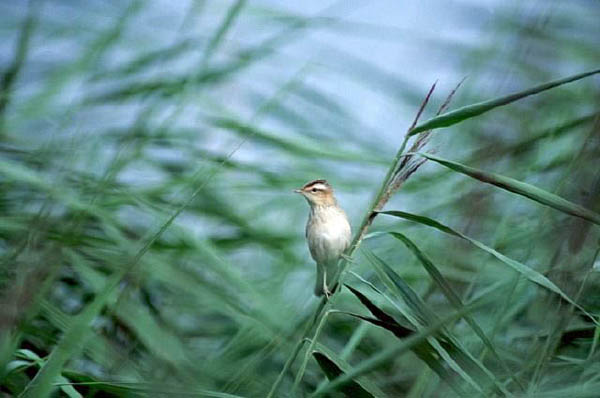 sedge warbler