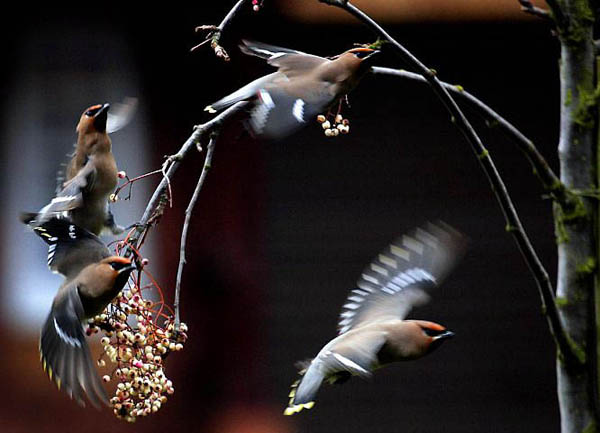 waxwings