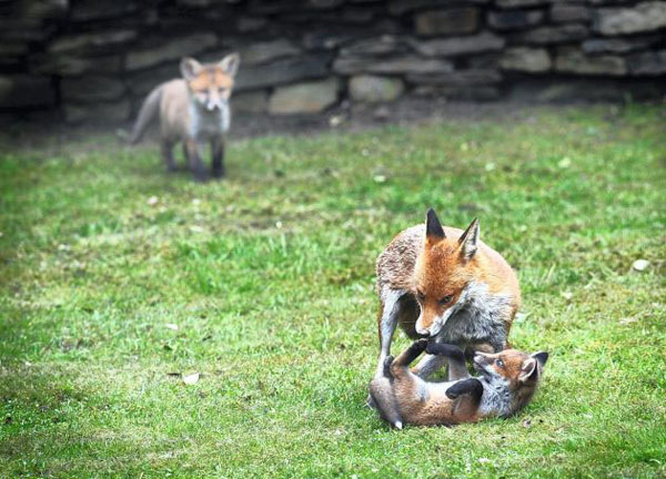 Blackley, UK: Fox cubs play with their mother in a garden