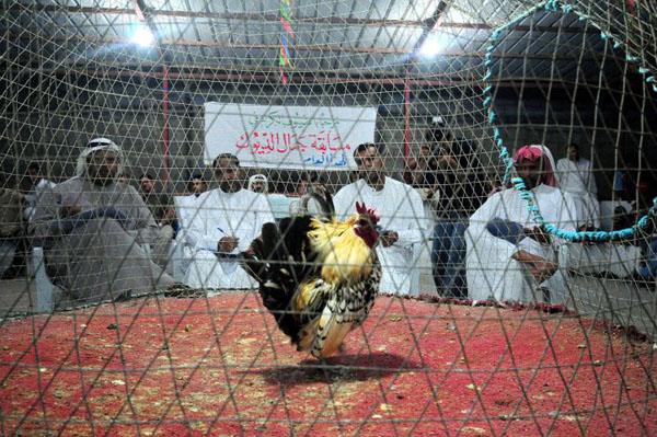 Qatif, Saudi Arabia: Men admire a colourful rooster during a chicken beauty contest