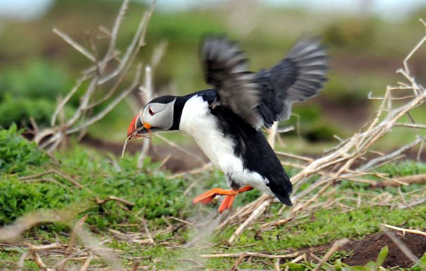 Northumerland, UK: A puffin on the Farne Islands