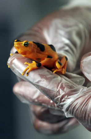 Valle de Anton, Panama: An employee of the Amphibian conservation centre holds a golden frog