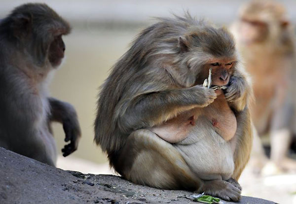 Sakai, Japan: A monkey at Ohama park