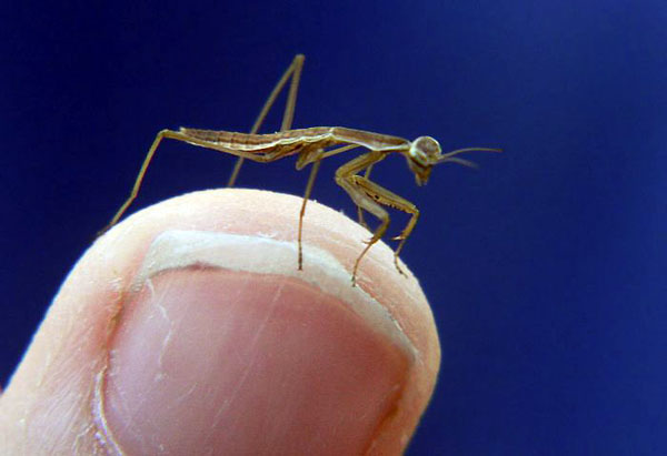 New Holland, US: Jordan Tennis, 7, holds a baby praying mantis