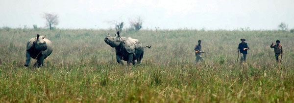 Guwahati city, India: Forest guards keep an eye on a pair of Indian rhinos at Pobitora Wildlife Sanctuary