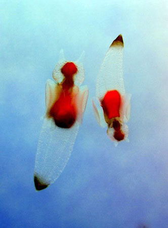 Tokyo, Japan: Clione Limacina or 'sea angels' swim in the water of a tank at the Shinagawa aquarium