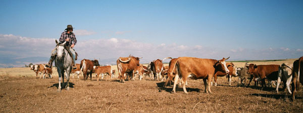 Golan Heights: An Israeli cowboy watches his herd