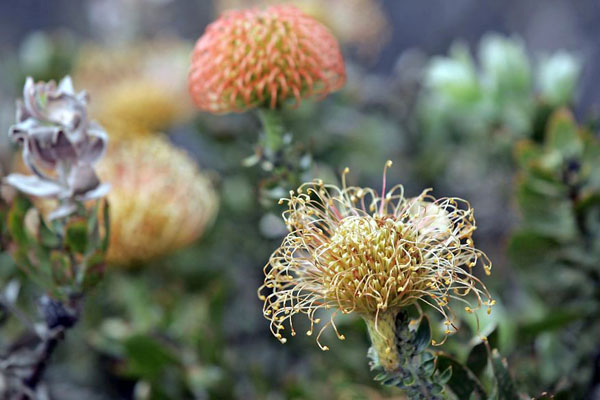 Ocean View, Hawaii: A damaged pincushion protea flower, foreground on a  flower farm