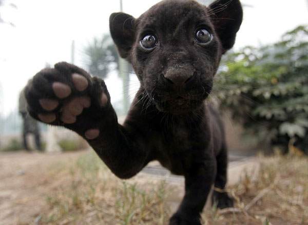 Lima, Peru: A newborn black jaguar plays at the Huachipa zoo