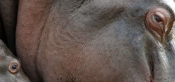 Melbourne, Australia: A hippopotamus calf nicknamed Muddy stands close to her mother Primrose at the Werribee Open Range zoo