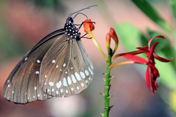 Colombo, Sri Lanka: Butterflies search for nectar
