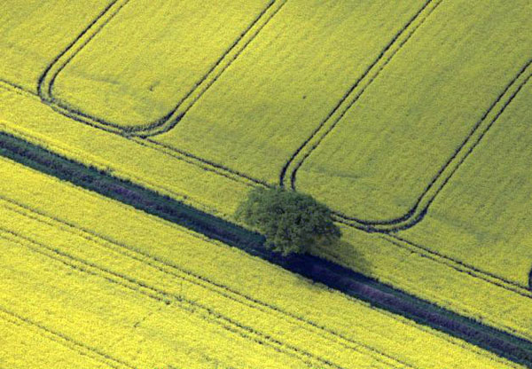 Tetbury, UK: Rapeseed begins to bloom