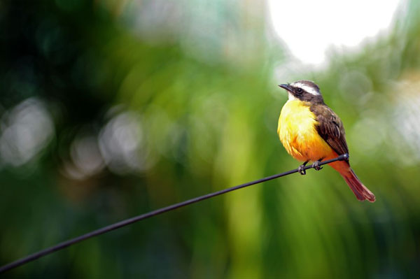 San Salvador, El Salvador: A chio, a native bird of El Salvador, rests on a car in a parking lot