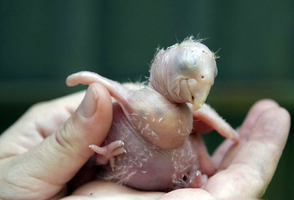 La Garita, Costa Rica: A day old scarlet macaw chick that is part of a breeding program at the ZooAve Centre for the Rescue of Endangered Species