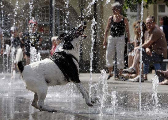 A dog in fountain