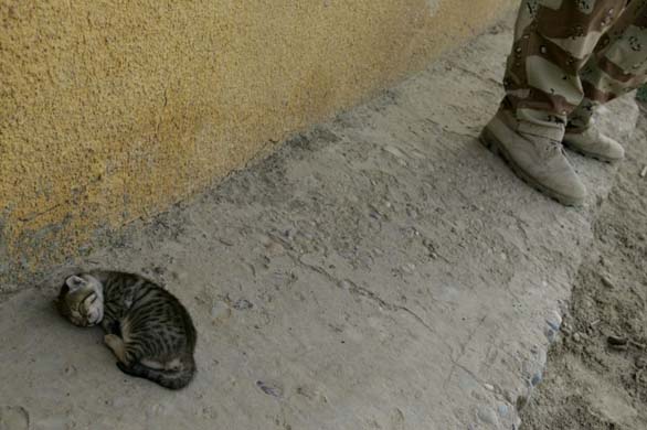 A kitten near a soldier