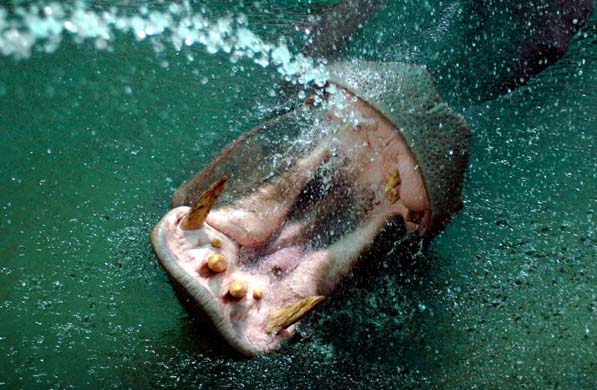 A hippopotamus