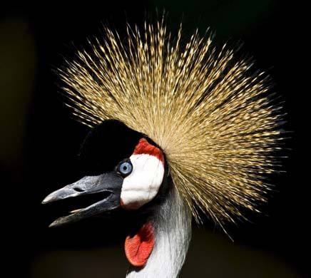 A black crowned crane
