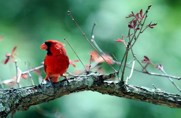 A male cardinal