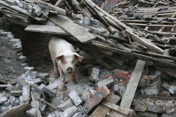 A pig in the earthquake