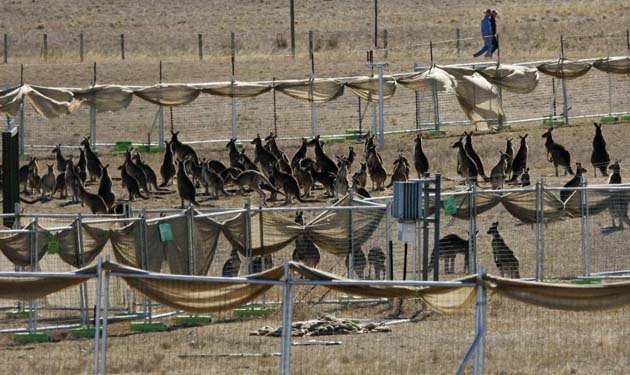 Kangaroos in a pen