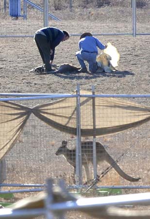 A kangaroo tries to escape