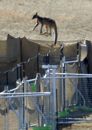 A kangaroo tries to escape