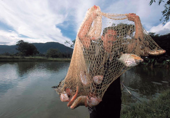 Environmental and social effects of the drugs trade in colombia