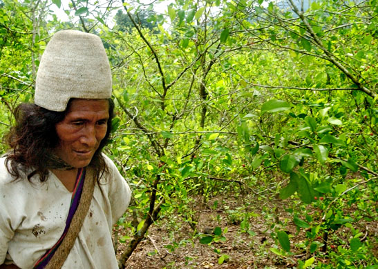 Environmental and social effects of the drugs trade in colombia