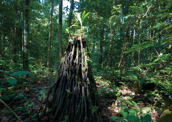 Environmental and social effects of the drugs trade in colombia