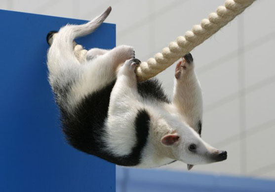  Tamandua anteater