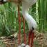 Stork 