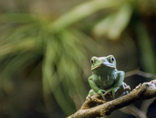 Waxy monkey frog