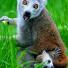 Crowned lemur