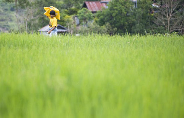 Global food crisis: Rice cultivation in The Philippines