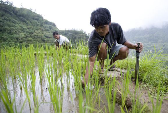 Global food crisis: Rice cultivation in The Philippines