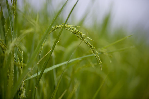 Global food crisis: Rice cultivation in The Philippines